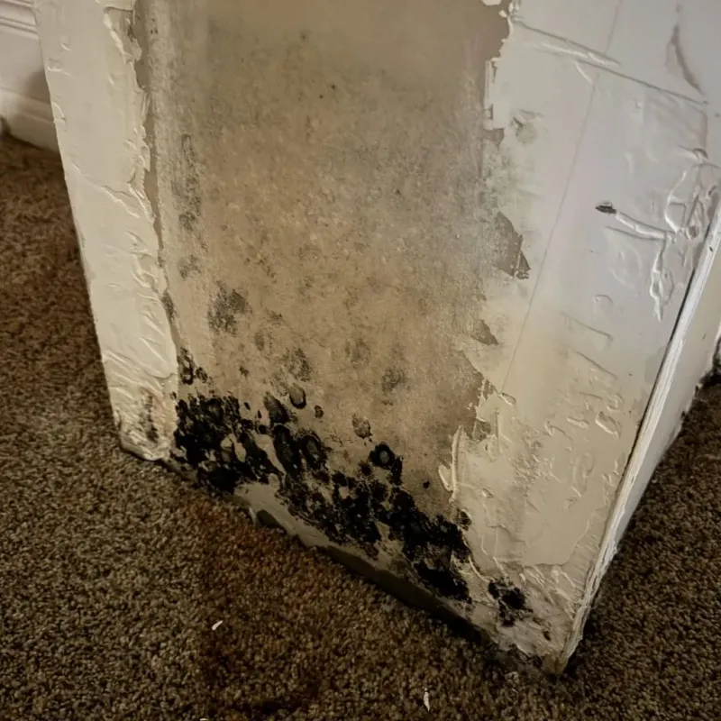 Professional Mold Removal in Naperville, IL